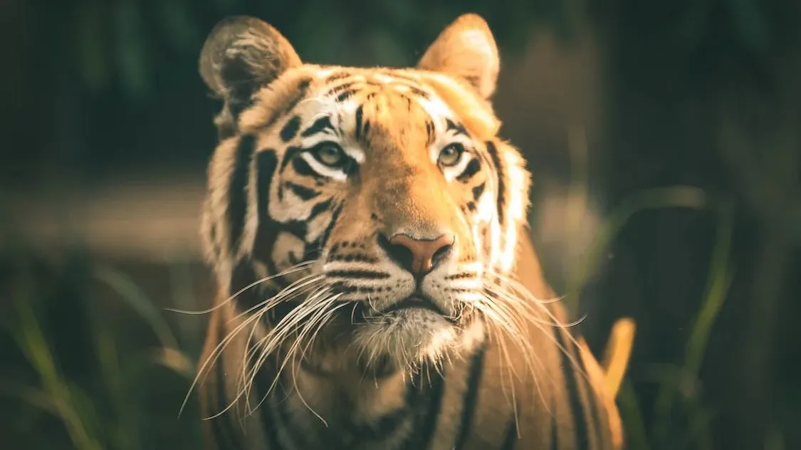 Численность тигров в Казахстане планируют довести до 50 особей: как это возможно и безопасно ли