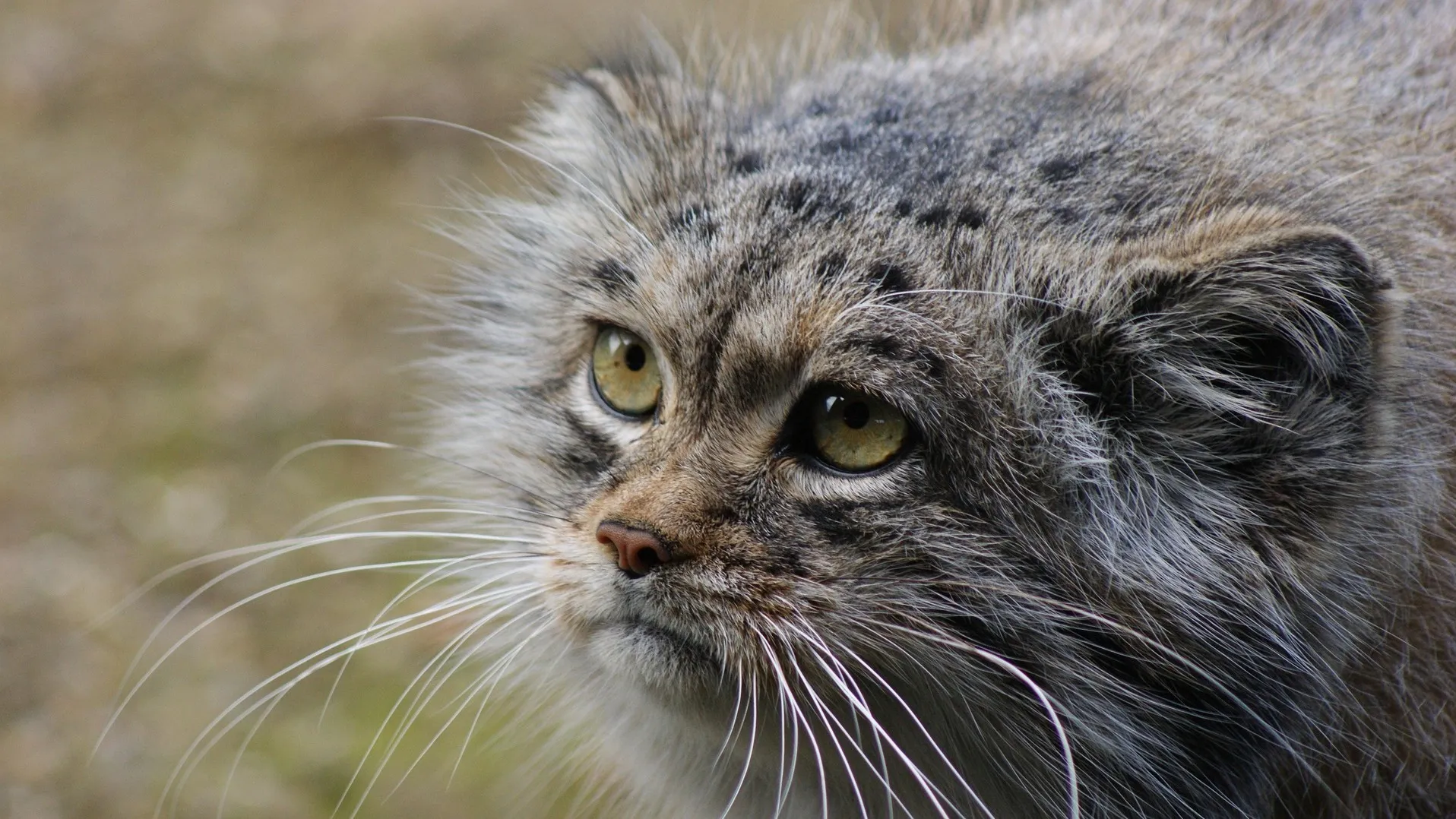 Шарын шатқалында Қызыл кітапқа енген жыртқыш көзге түсті