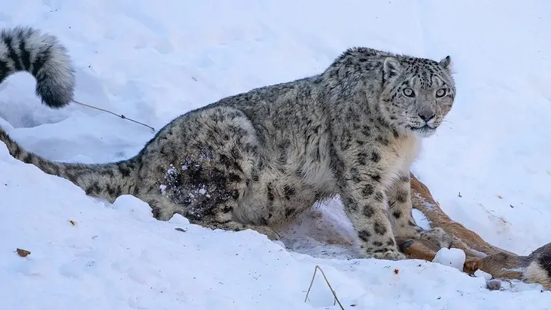 Алматы тауларының етегінен бой көрсеткен қар барысы қайда кетті