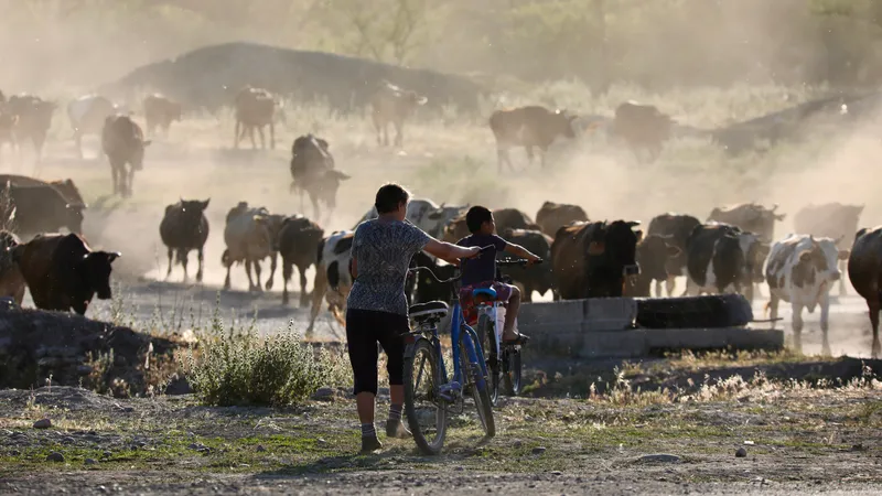 Президенттің сынынан кейін ауыл шаруашылығы саласы қалай дамиды