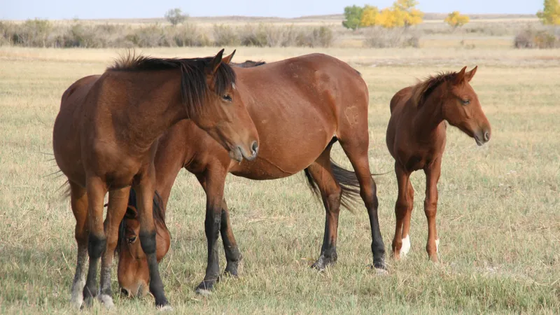 Подъемные и надбавка к зарплате: как и почему профессию ветеринара хотят сделать привлекательной