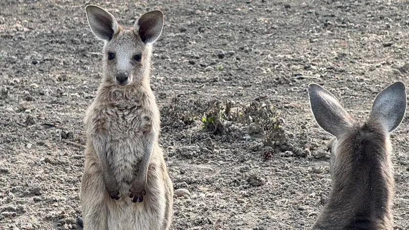 Алматы хайуанаттар бағында үш кенгуру төлі дүниеге келді