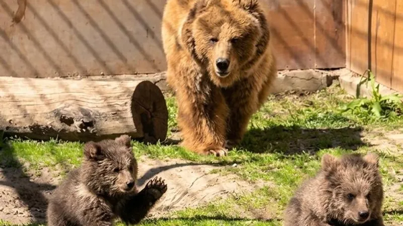 Алматы зообағында "Қызыл кітапқа" енген қонжықтар дүниеге келді