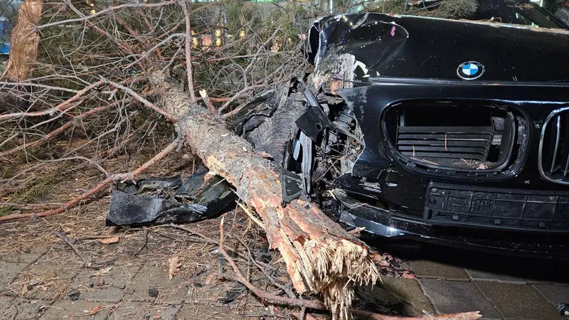 BMW вылетел с дороги и снес две сосны на проспекте Назарбаева в Алматы