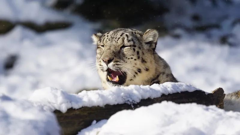 Снежный барс и трое детенышей попали в объектив камеры в горах РК – захватывающие кадры
