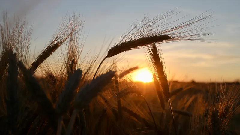 От посевной до экспорта: как работает новая модель поддержки АПК