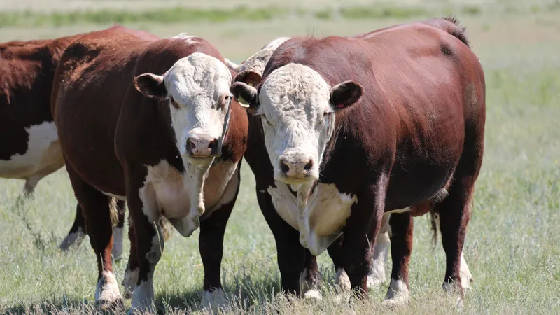 За несвоевременную вакцинацию скота будут штрафовать в Казахстане