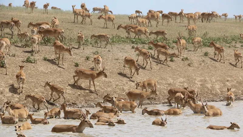 БҚО-да киіктер жаппай қырылуда