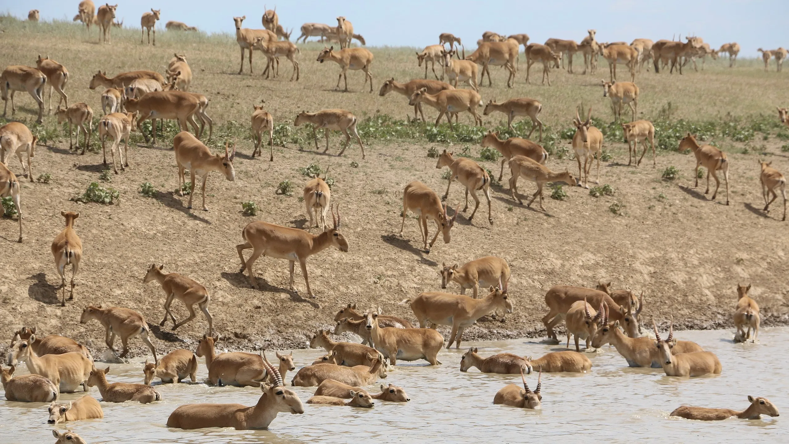 Резкого увеличения численности сайгаков опасаются в Минэкологии