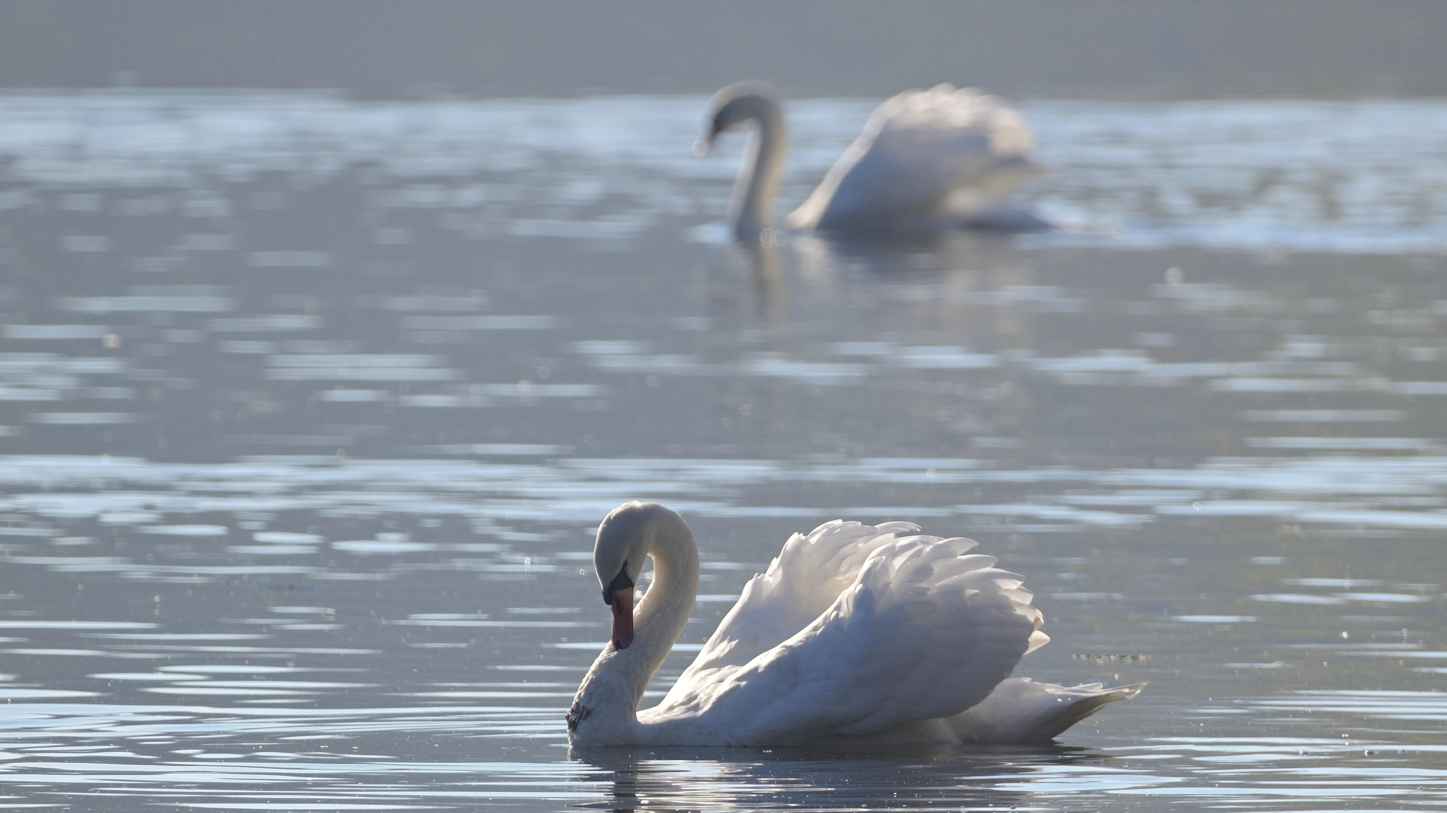 Каспий жағалауынан аққулардың өлексесі табылды