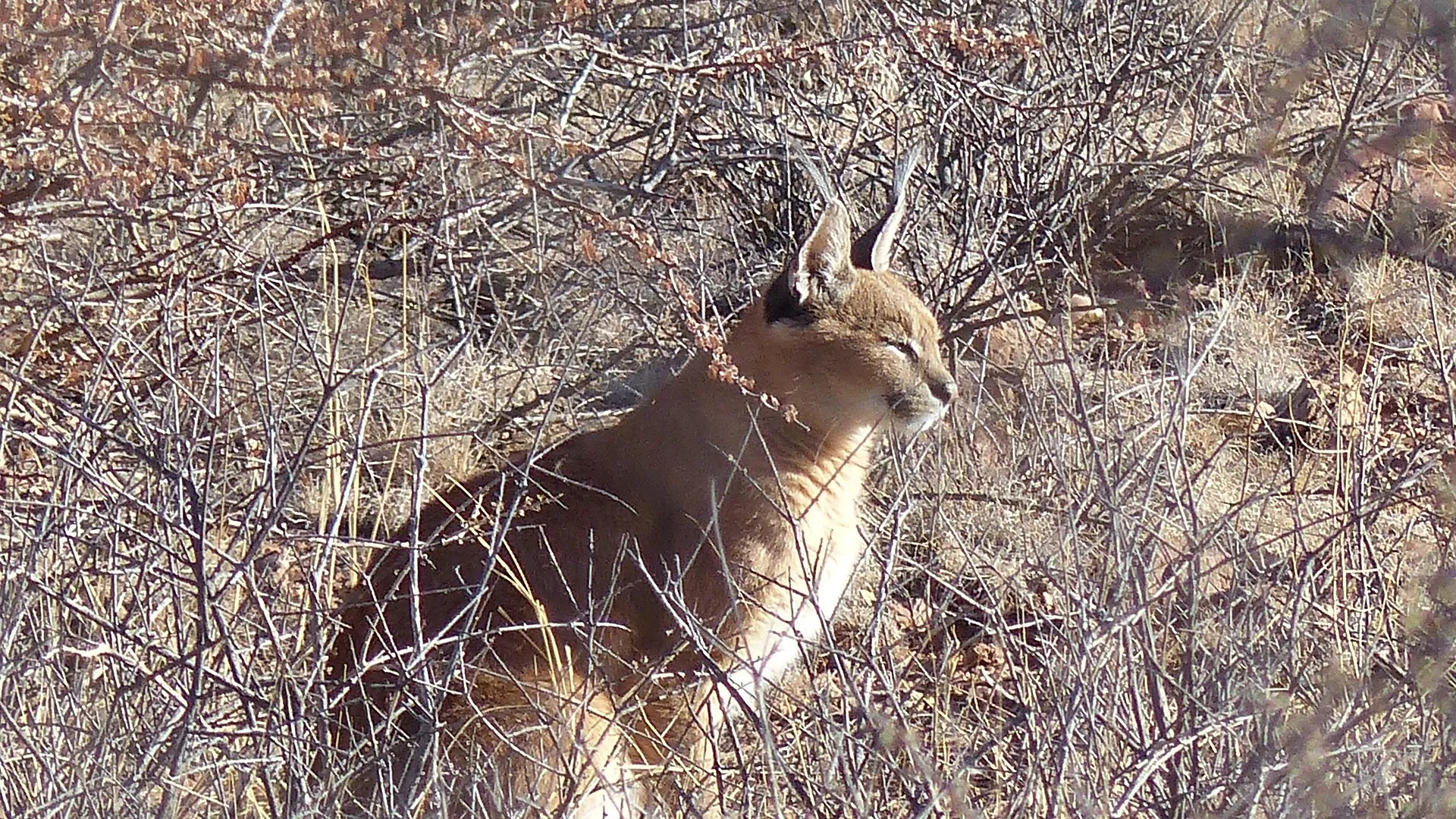 Краснокнижную кошку застали за охотой в Мангистау